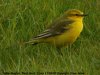 Yellow Wagtail at Fleet Head (Steve Arlow) (37445 bytes)